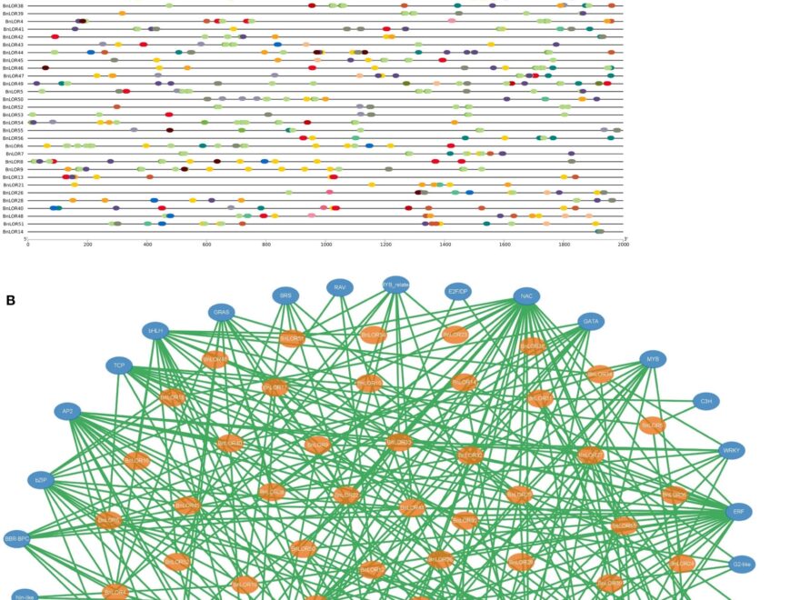 Frontiers Genome wide Investigation And Expression Profiling Of LOR Gene Family In Rapeseed Under Salinity And ABA Stress