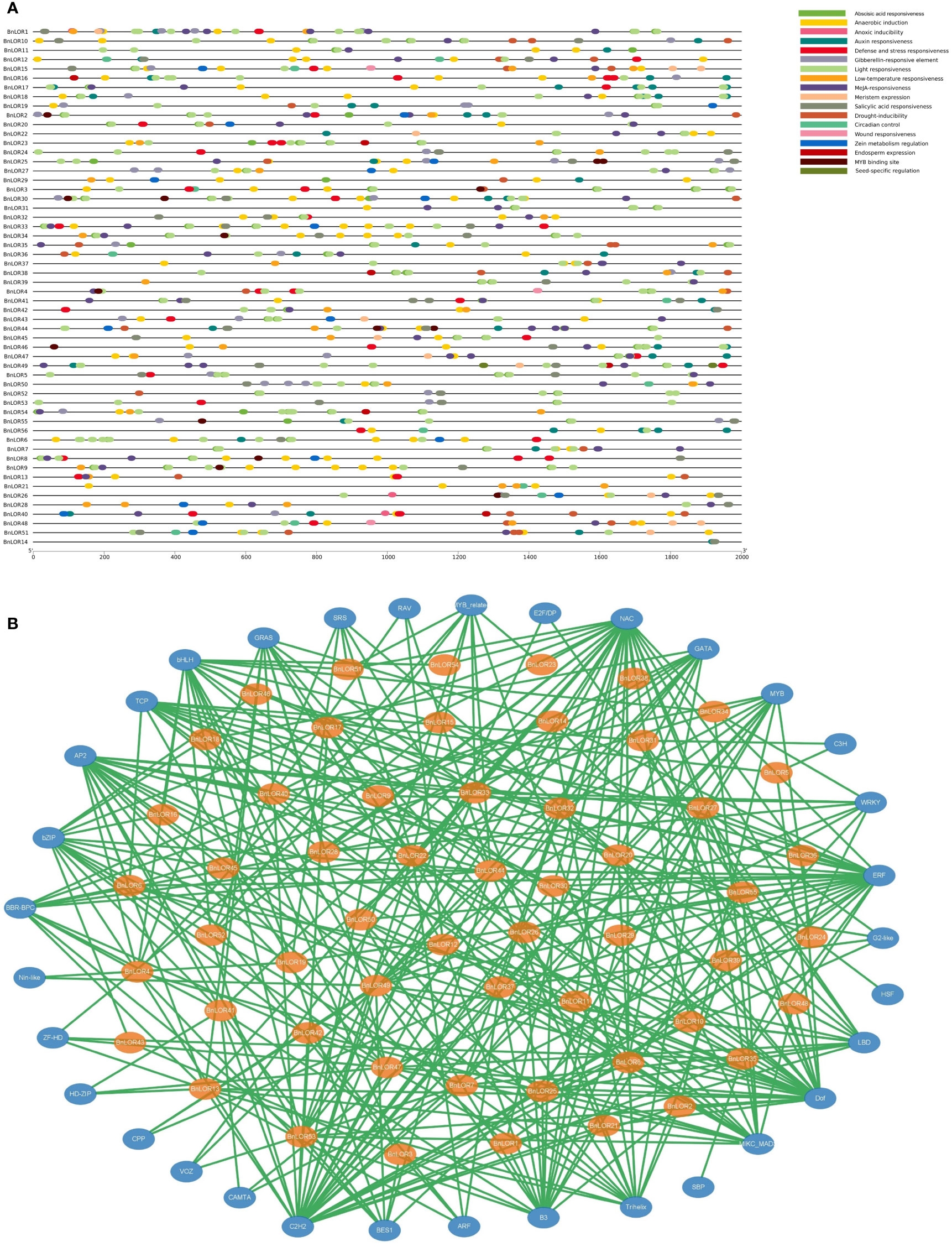 Frontiers Genome wide Investigation And Expression Profiling Of LOR Gene Family In Rapeseed Under Salinity And ABA Stress
