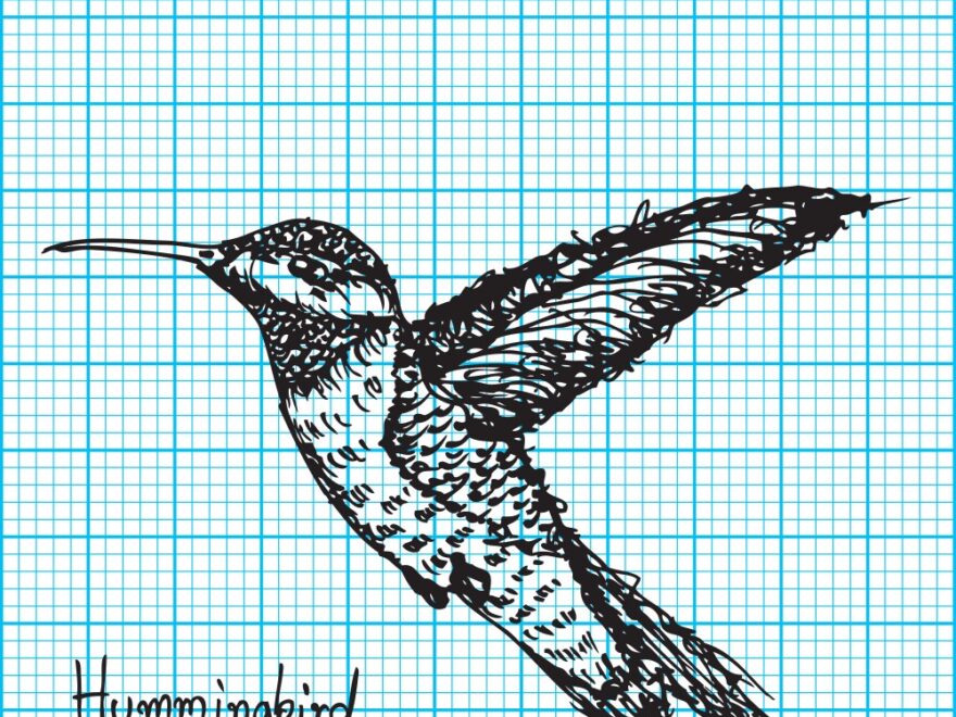 Hummingbird Sketch On Graph Paper Royalty Free Vector Image