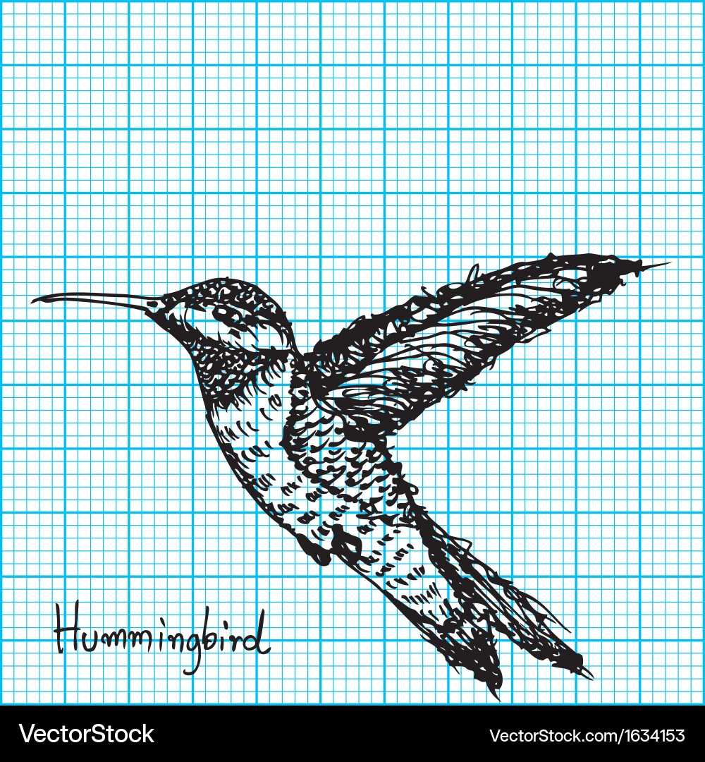 Hummingbird Sketch On Graph Paper Royalty Free Vector Image Hummingbird Sketch On Graph Paper Royalty Free Vector Image