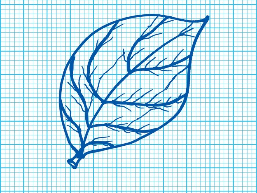 Leaf Pattern On Graph Paper Royalty Free Vector Image