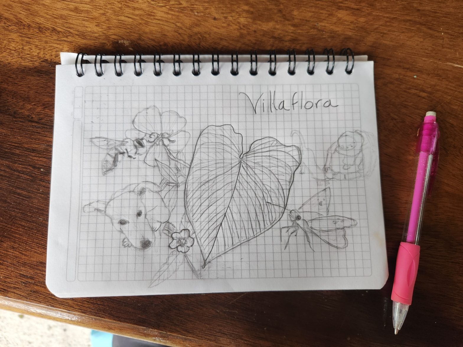 With Graphing Paper Drawing Plants