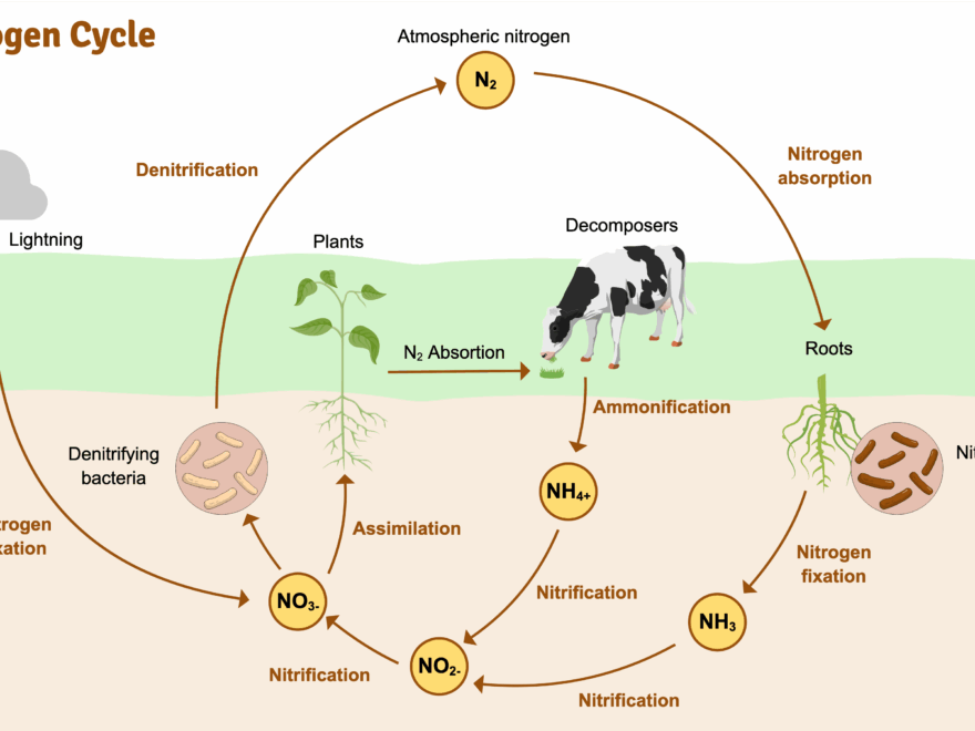 The Nitrogen Cycle Infographic Templates
