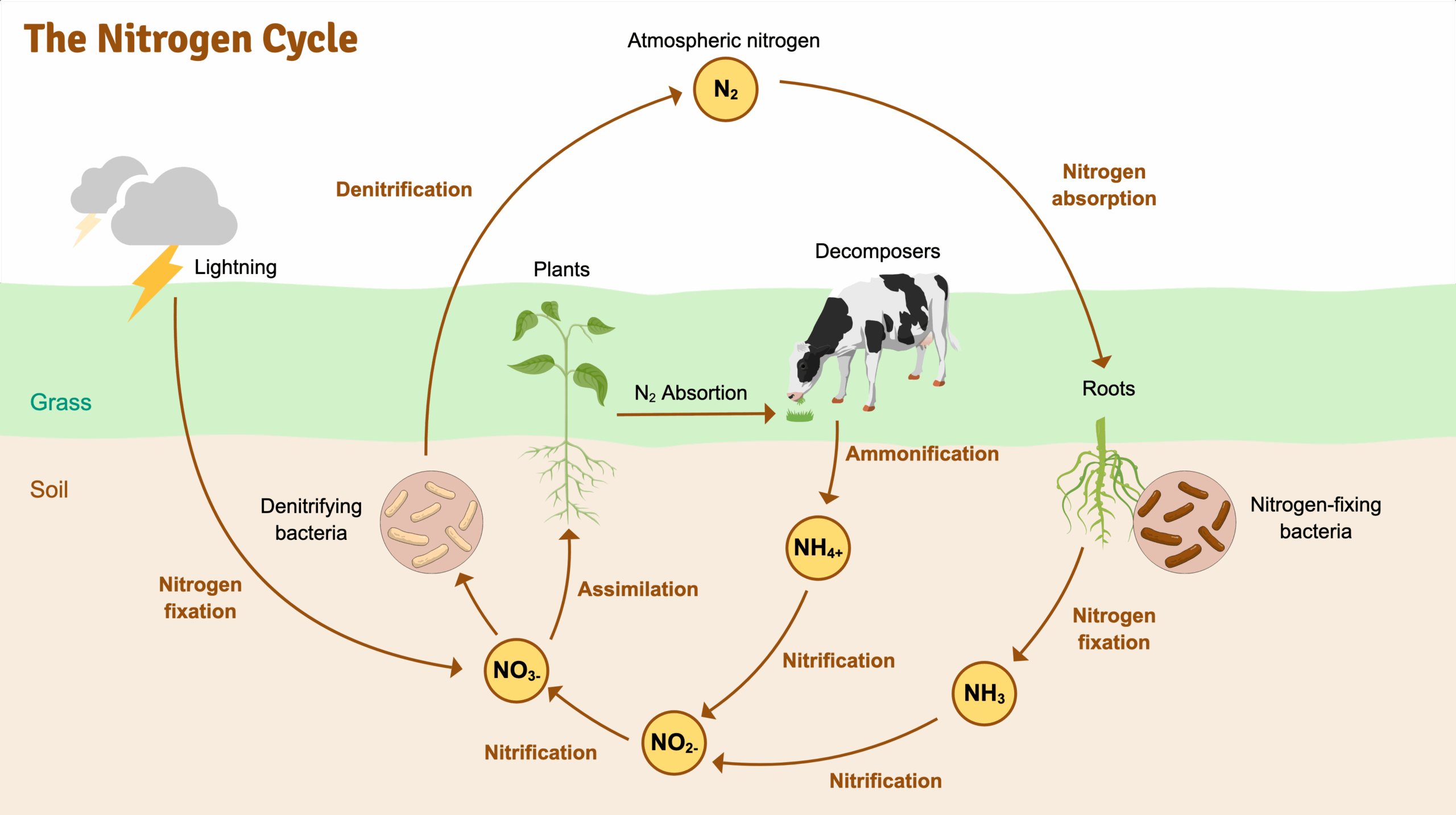 The Nitrogen Cycle Infographic Templates